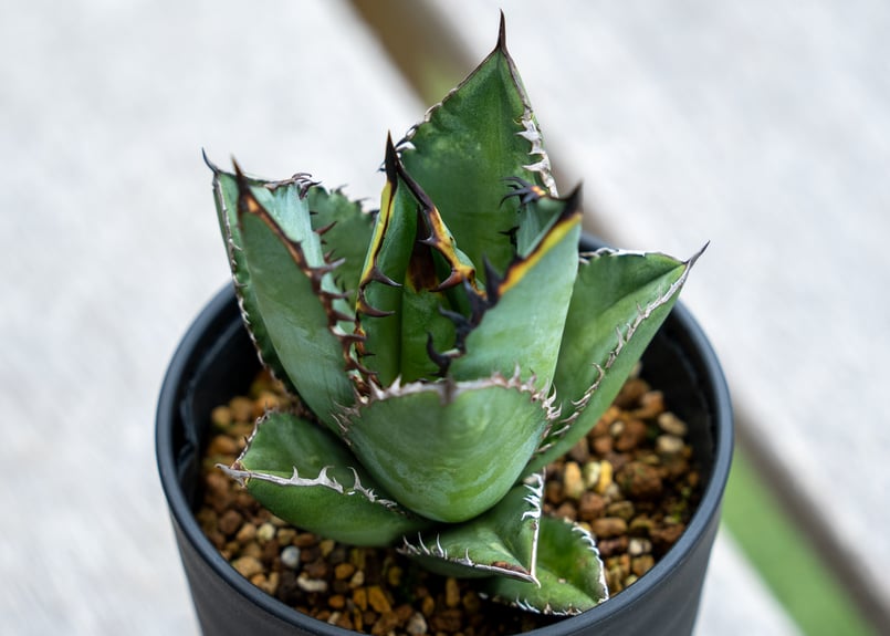 アガベ チタノタ 黒火焰 NO.1 | mana's farm:塊根植物・アガベ