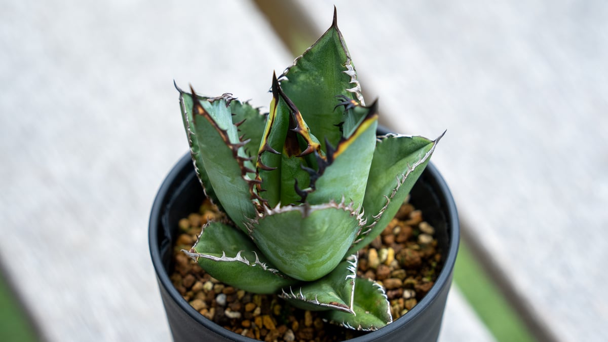 アガベ チタノタ 黒火焰 NO.1 | mana's farm:塊根植物・アガベ