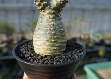 パキポディウム マカイエンセ　Pachypodium makayense　No.2