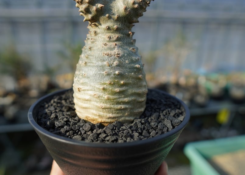 パキポディウム マカイエンセ良形3分岐 パキポディウム マカイエンセ良形3分岐 パキポディウム