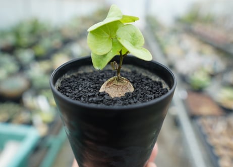 亀甲竜　Dioscorea elephantipes