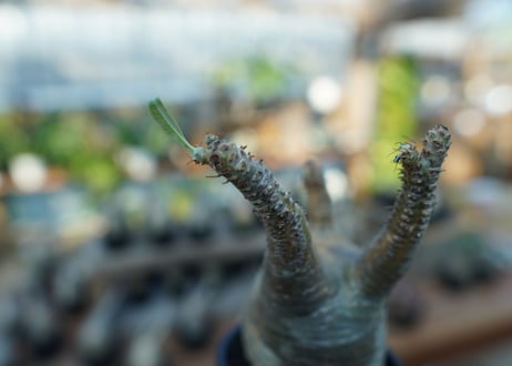 【未発根】パキポディウム　グラキリス　 Pachypodium Gracilius  No.15