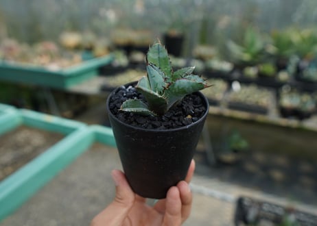 アガベ　チタノタ　 ブラックアンドブルー 　Agave titanota black and blue　No.4
