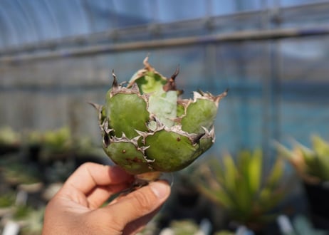 agave　titanota　ブラックアンドブルー　No.13