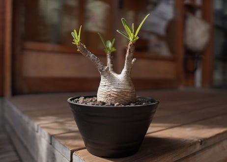 パキポディウム　グラキリス　 Pachypodium Gracilius