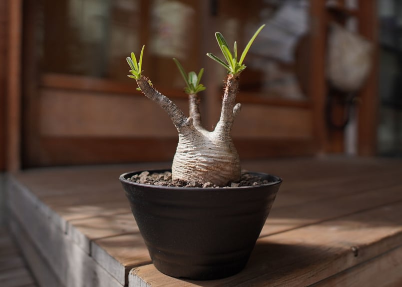 パキポディウム グラキリス Pachypodium Gracilius | mana's f