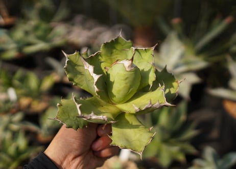 agave　姫厳竜　№11