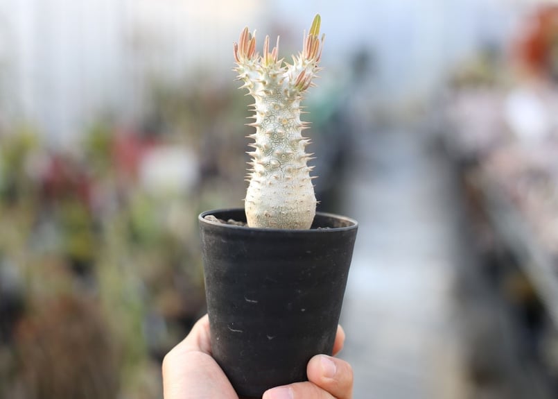 パキポディウム イノピナツム | mana's green:塊根植物販売|マナ パキポディウム イノピナツム | mana's green:塊根植物販売|マナ