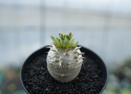 パキポディウム　恵比寿大黒　Pachypodium Densicaule　No.5