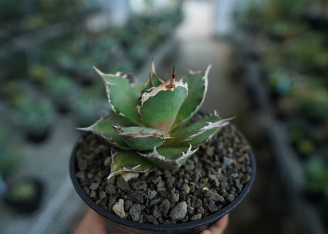 アガベ　チタノタ　FO-76　agave titanota  FO-76  No.10