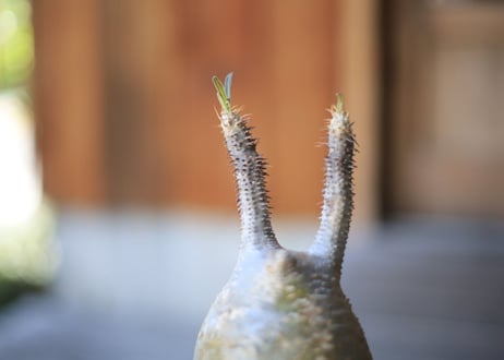 グラキリス　Pachypodium Gracilius