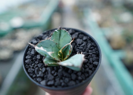 アガベ　チタノタ　 ブラックアンドブルー 　Agave titanota black and blue　No.5
