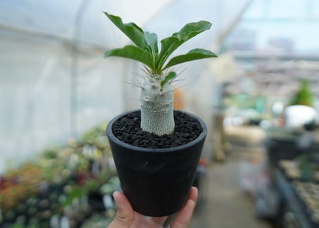 パキポディウム　サンデルシー　Pachypodeium saundersii  No.9