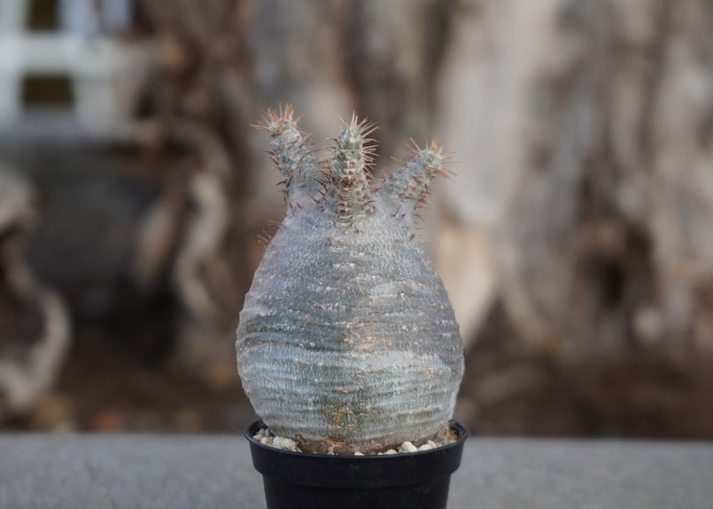 パキポディウム グラキリス No.9 | mana's farm:塊根植物・アガベ