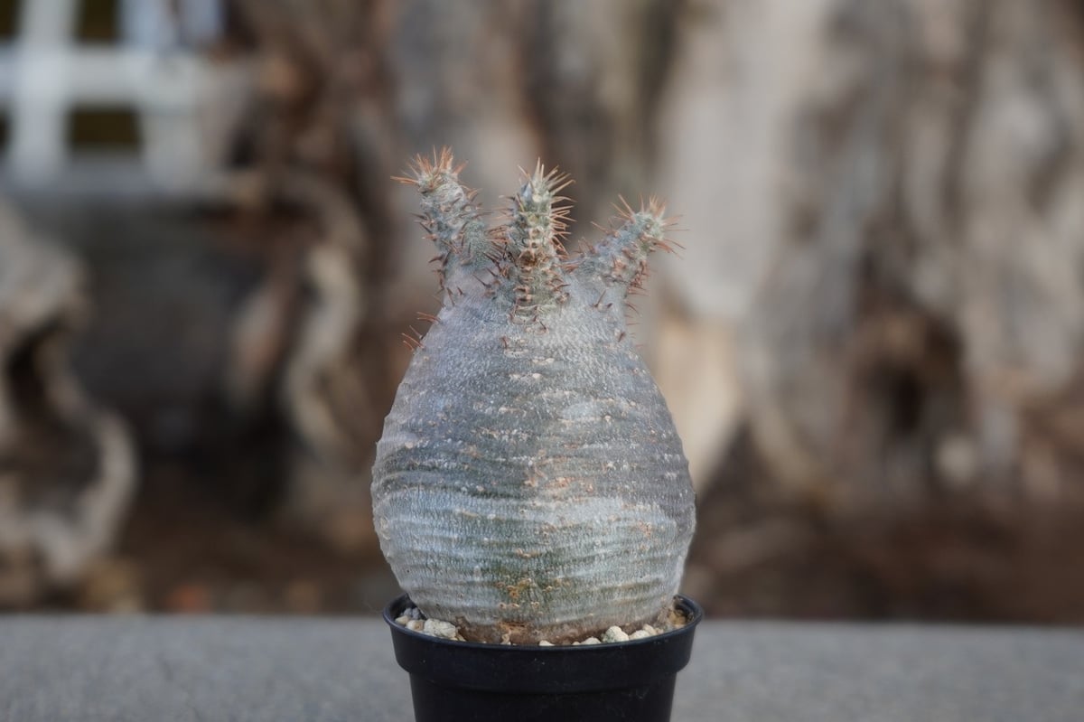 パキポディウム グラキリス No.9 | mana's farm:塊根植物・アガベ