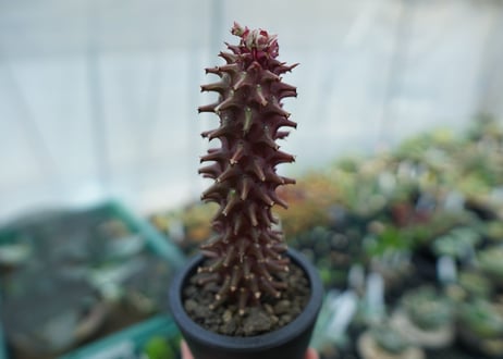 ユーフォルビア　モナデニウム　シューベイ　Euphorbia monadenium schubei