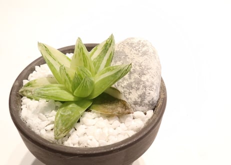 ハオルシア　京の華錦