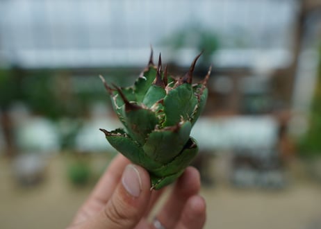 アガベ　チタノタ　MI03　agave titanota MI03  No.1