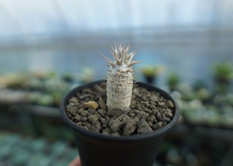 パキポディウム　カクチぺス　Pachypodium cactipes  No.2