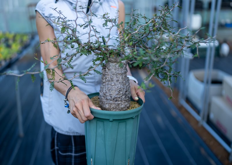 ゾロ目特価！ 長期管理 オペルクリカリア パキプス 白肌 現地球 現地株 塊根 ゾロ目特価！ 長期管理 オペルクリカリア パキプス 白肌 現地球 現地株