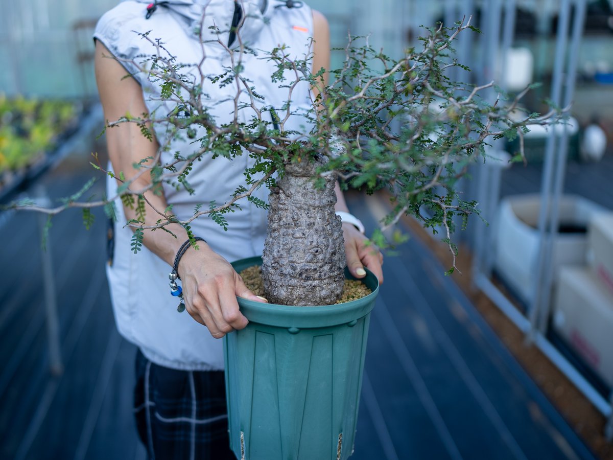 オペルクリカリア パキプス 沖縄管理株 | mana's farm:塊根植物