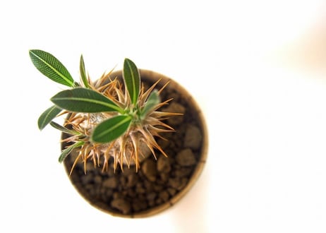 パキポディウム ロスラーツム　 Pachypodium rosulatum  france pot