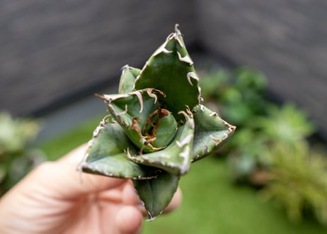 Agave titanota 白鯨嚴龍 カキコ NO.4