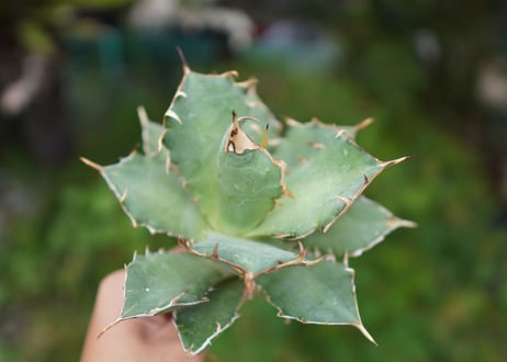 Agave titanota 白鯨 C NO.5