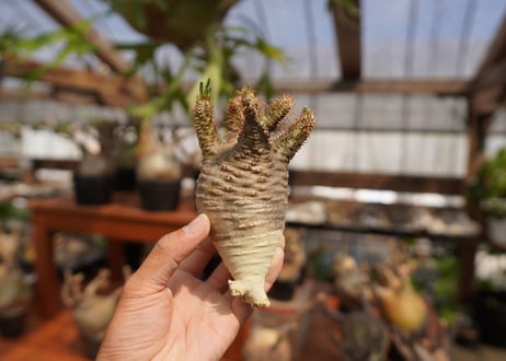 パキポディウム　グラキリス　Pachypodium gracilius　抜き苗　№36