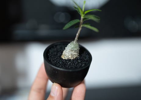 フォッケア エデュリス　沖縄実生株