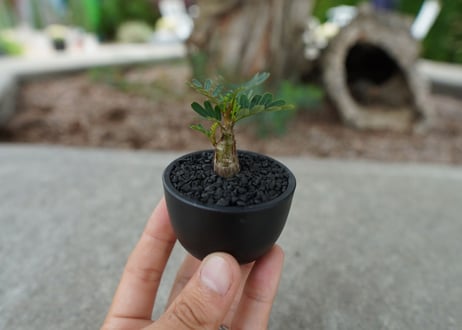 【沖縄実生株】センナ　メリディオナリス　Senna meridionalis  No.1