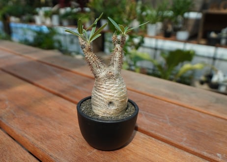 【発根管理中】パキポディウム　グラキリス　 Pachypodium Gracilius  No.6