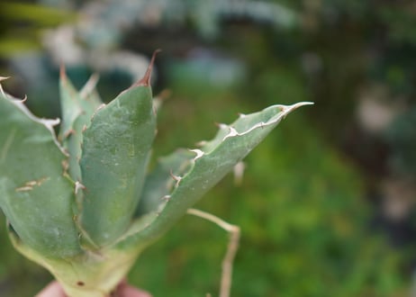Agave titanota 白鯨 E NO.3