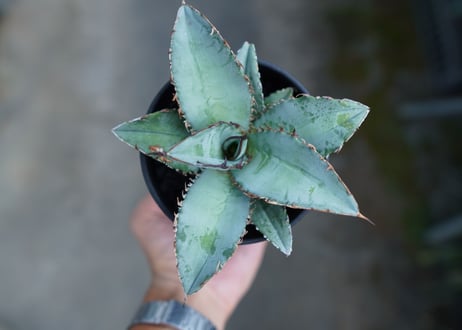 アガベ　チタノタ　ブルー　Agave Titanota Blue　No.2