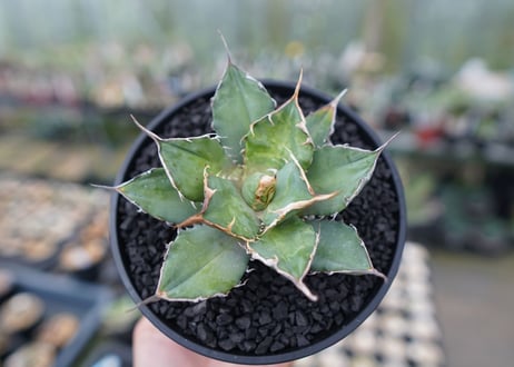 agave titanota 獅子光　Lion light　No.2