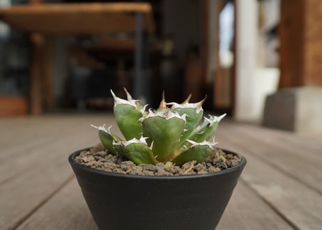 アガベ　チタノタ　鬼爪　雪峰 　Agave titanota “Onitsume Yukimine”