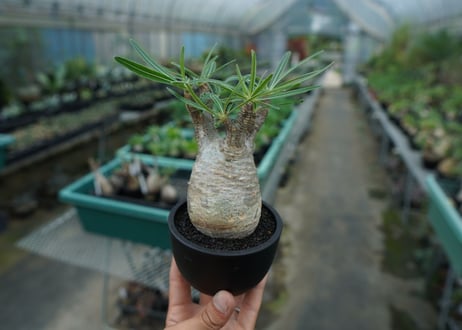 【発根管理中】パキポディウム　グラキリス　 Pachypodium Gracilius  No.2