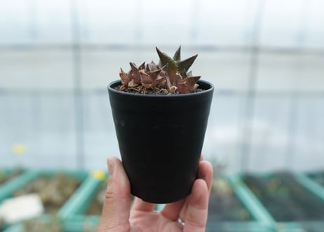 ハオルチア　竜鱗　Haworthia tessellata