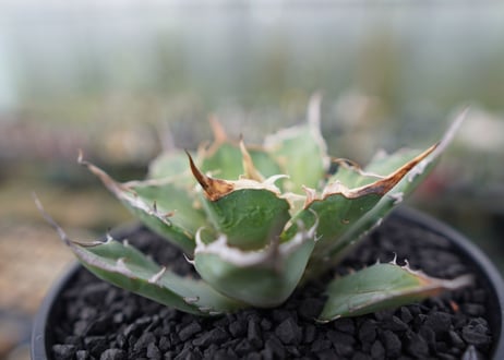 agave titanota 獅子光　Lion light　No.2