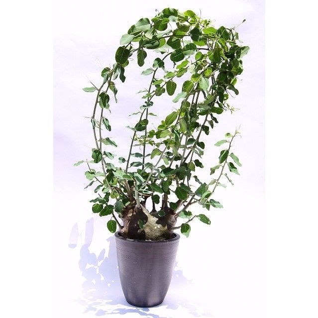 アデニア スピノーサ | mana's farm:塊根植物・アガベ・ドライガーデン