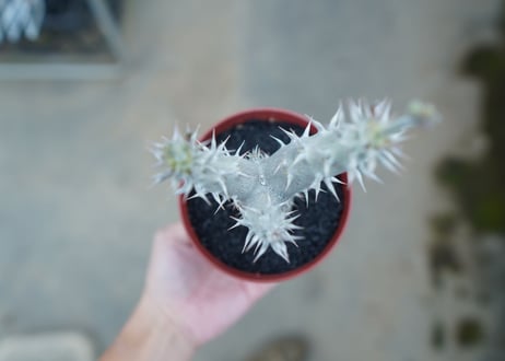 パキポディウム　デンシフローラム　Pachypodium densiflorum　No.8