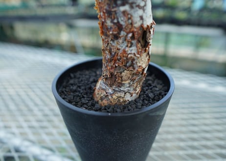 コミフォラ オルビクラリス　commiphora orbicularis