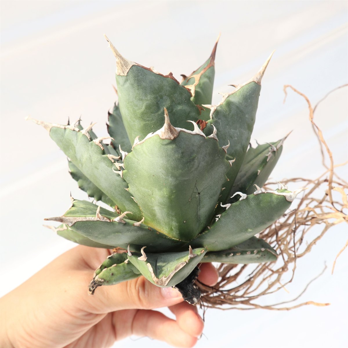Agave titanota FO-76 compacta dwarf no.3 | man
