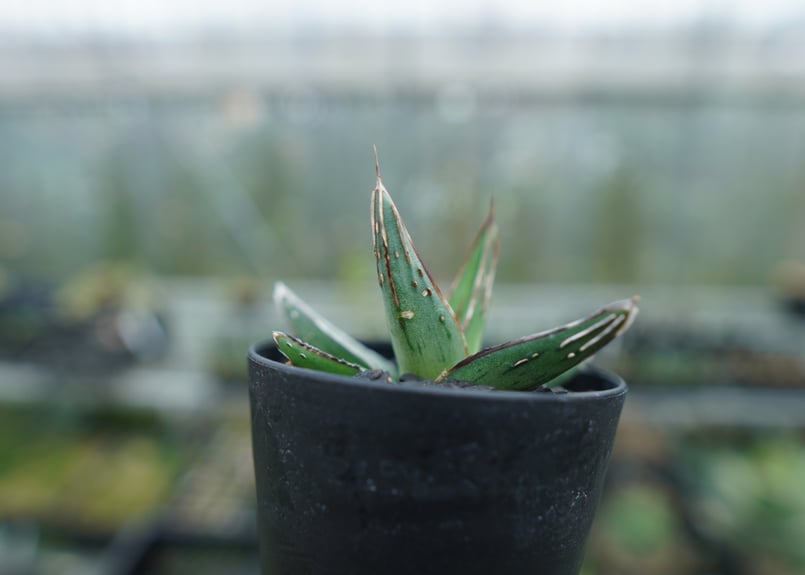 アガベ ニッケルシー Agave nickelsiae | mana's farm:塊根植物