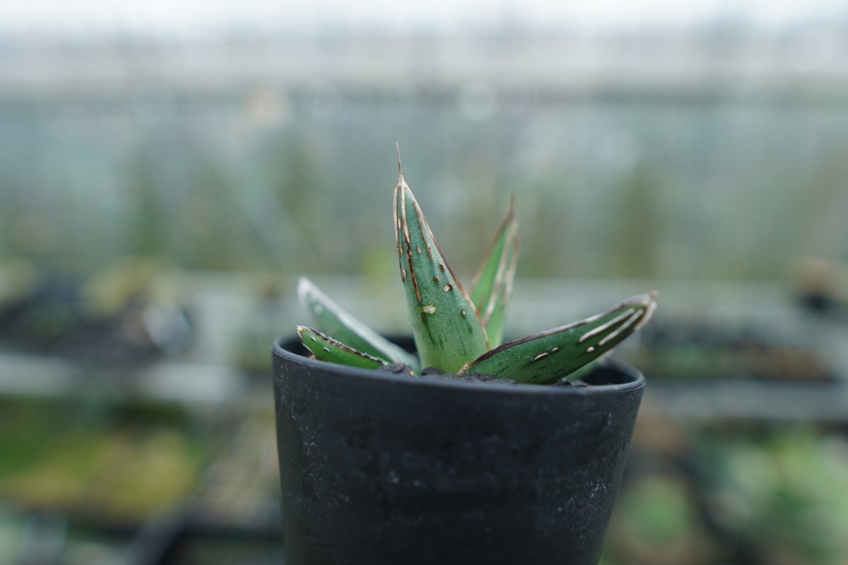 アガベ ニッケルシー Agave nickelsiae | mana's farm:塊根植物