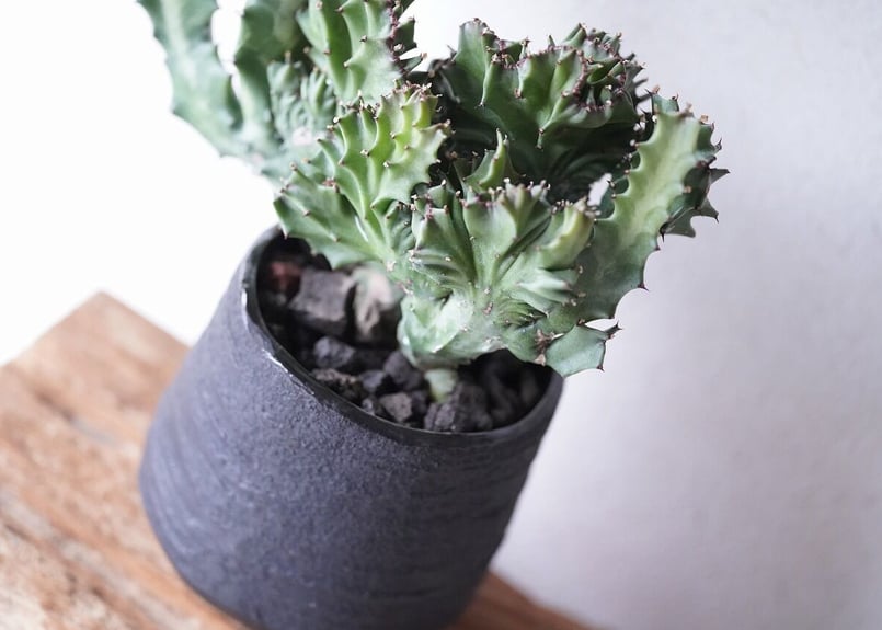 特大　Euphorbia lactea 綴化　斑入り　鉢のまま発送　コーデックス 特大 Euphorbia lactea 綴化 斑入り 鉢のまま発送 コーデックス