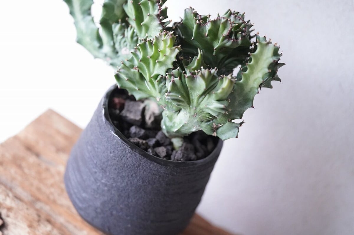 Euphorbia lactea cv.cristata | mana's farm:塊根植物