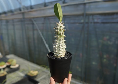 パキポディウム　伊藤ハイブリッド　Pachypodium 'Itoh Hybrid'  No.2