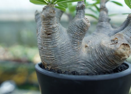 パキポディウム マカイエンセ　Pachypodium makayense　No.1
