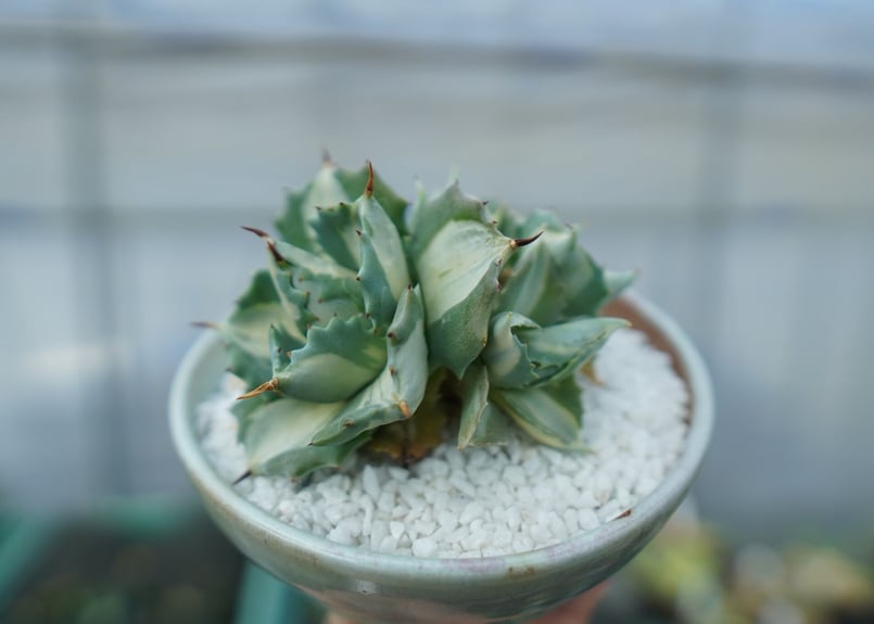 アガベ 王妃雷神錦 白中斑 Agave “Ohi Raijin Nishiki Shirona アガベ 王妃雷神錦 白中斑 Agave “Ohi Raijin Nishiki Shirona